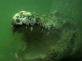 Фото Миссисипский аллигатор