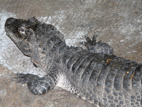 Фото Китайский аллигатор