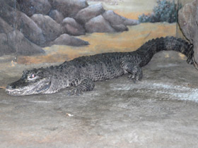 Фото Китайский аллигатор