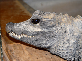 Фото Китайский аллигатор