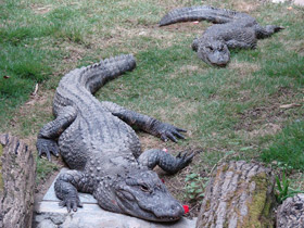 Фото Китайский аллигатор