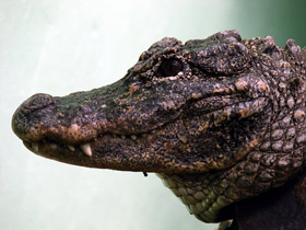 Фото Китайский аллигатор