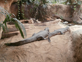 Фото Парагвайский кайман