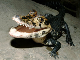 Чёрный кайман Чёрный кайман