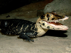 Смотреть фото Чёрный кайман Фото Чёрный кайман