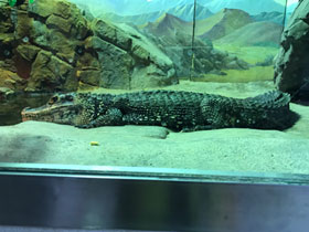 Смотреть фото Чёрный кайман Фото Чёрный кайман