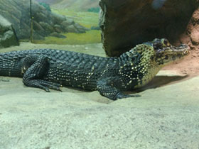 Смотреть фото Чёрный кайман Фото Чёрный кайман