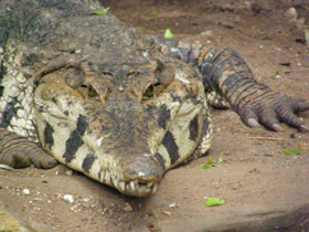 Смотреть фото Узкорылый крокодил Фото Узкорылый крокодил