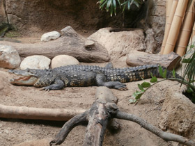 Смотреть фото Крокодил Морелета Фото Крокодил Морелета