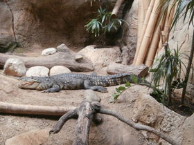 Смотреть фото Крокодил Морелета Фото Крокодил Морелета