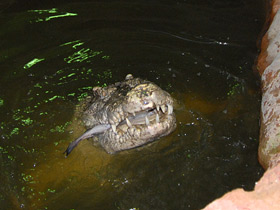 Смотреть фото Сиамский крокодил Фото Сиамский крокодил