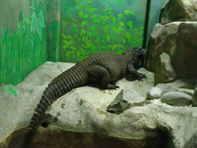 Смотреть фото Тупорылый крокодил Фото Тупорылый крокодил