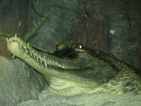 Смотреть фото Гавиаловый крокодил Фото Гавиаловый крокодил