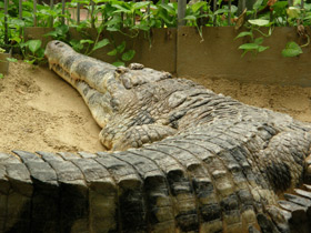 Смотреть фото Гавиаловый крокодил Фото Гавиаловый крокодил