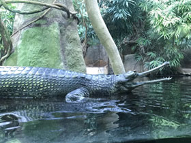 Смотреть фото Гавиал Фото Гавиал