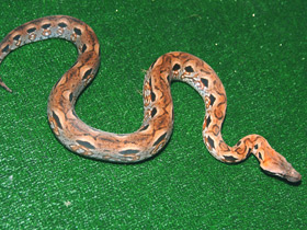 Смотреть фото Мадагаскарский удав Фото Мадагаскарский удав