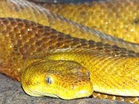 Смотреть фото Кандоя Биброна Фото Кандоя Биброна