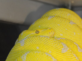 Смотреть фото Зеленый питон Фото Зеленый питон