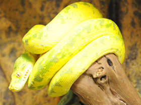 Смотреть фото Самый длинный язык у животных Фото Самый длинный язык у животных