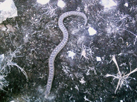 Смотреть фото Западный удавчик Фото Западный удавчик