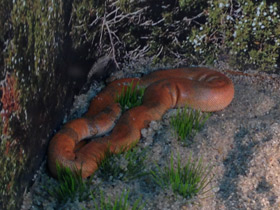 Смотреть фото Индийский удавчик Фото Индийский удавчик