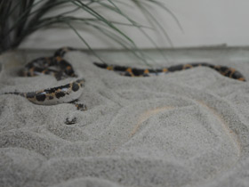 Смотреть фото Африканский удавчик Фото Африканский удавчик