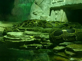 Смотреть фото Тёмный тигровый питон Фото Тёмный тигровый питон