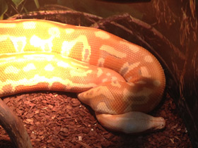 Фото Красный короткохвостый питон