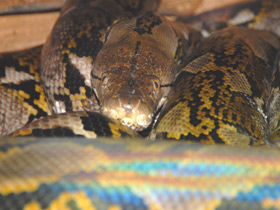 Смотреть фото Прожорливый питон Фото Прожорливый питон