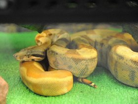 Смотреть фото Сетчатый питон Фото Сетчатый питон