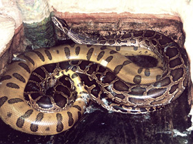 Смотреть фото Сетчатый питон Фото Сетчатый питон