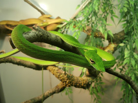 Плетевидная змея Плетевидная змея