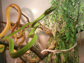 Смотреть фото Плетевидная змея Фото Плетевидная змея