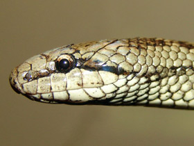 Смотреть фото Медянка Фото Медянка