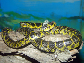 Смотреть фото Желтопоясный динодон Фото Желтопоясный динодон