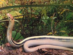 Смотреть фото Лучистый полоз Фото Лучистый полоз