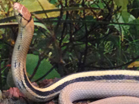 Смотреть фото Лучистый полоз Фото Лучистый полоз