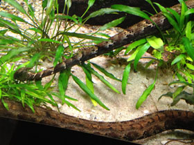 Фото Щупальценосная змея