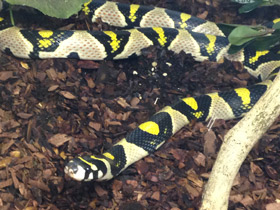 Смотреть фото Мандариновый полоз Фото Мандариновый полоз