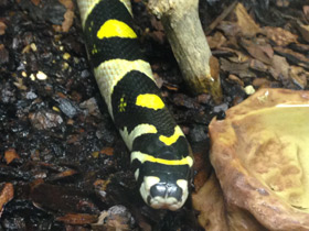 Смотреть фото Мандариновый полоз Фото Мандариновый полоз