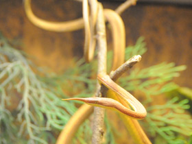 Смотреть фото Мадагаскарская лангаха Фото Мадагаскарская лангаха