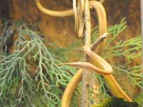 Смотреть фото Мадагаскарская лангаха Фото Мадагаскарская лангаха