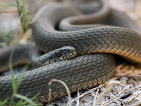 Фото Водяной уж