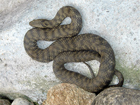 Фото Водяной уж