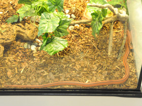 Смотреть фото Бамбуковый полоз Кокса Фото Бамбуковый полоз Кокса