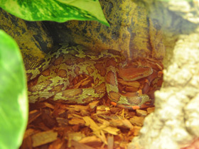 Смотреть фото Полоз Меллендорфа Фото Полоз Меллендорфа