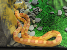 Фото Маисовый полоз