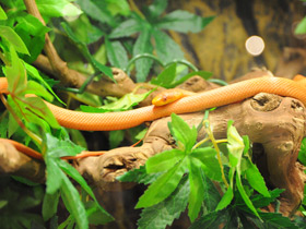 Смотреть фото Полоз Россалена Фото Полоз Россалена