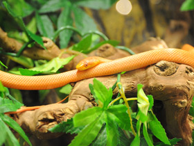 Смотреть фото Полоз Россалена Фото Полоз Россалена