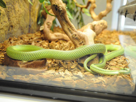 Смотреть фото Филодриас барона Фото Филодриас барона